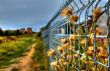 Imprisoned Flowers