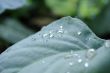 dew on plant